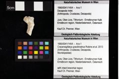 Foto (Objket + Etiketten) von Goniodromites bidentatus (Reuss, 1859) 